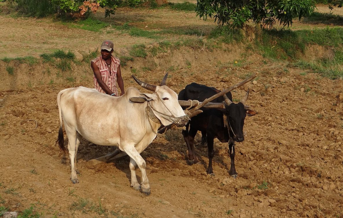 Madagascar zebu