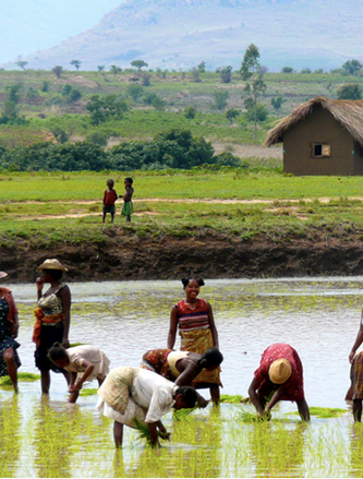 rice planting